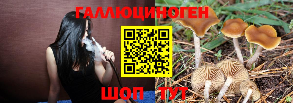Галлюциногенные грибы Psilocybine cubensis Кингисепп